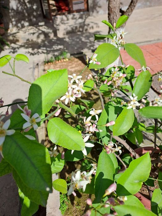 Limon daraxti sotiladi