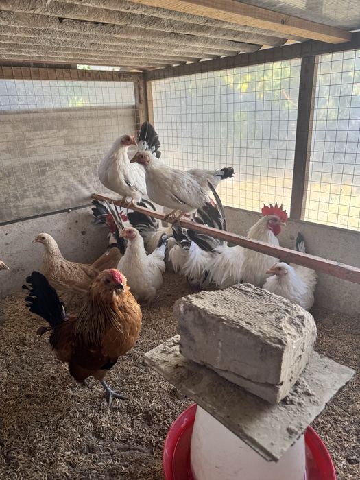 Shabolar sotiladi. Yosh narsalar 5 ta xo’roz 4 ta makki