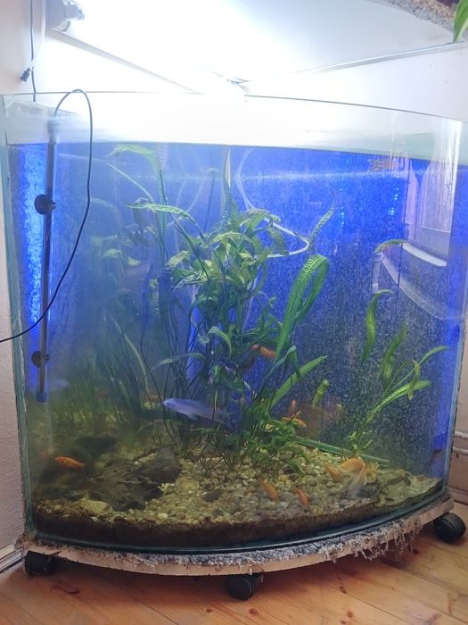 Vând acvariu complet