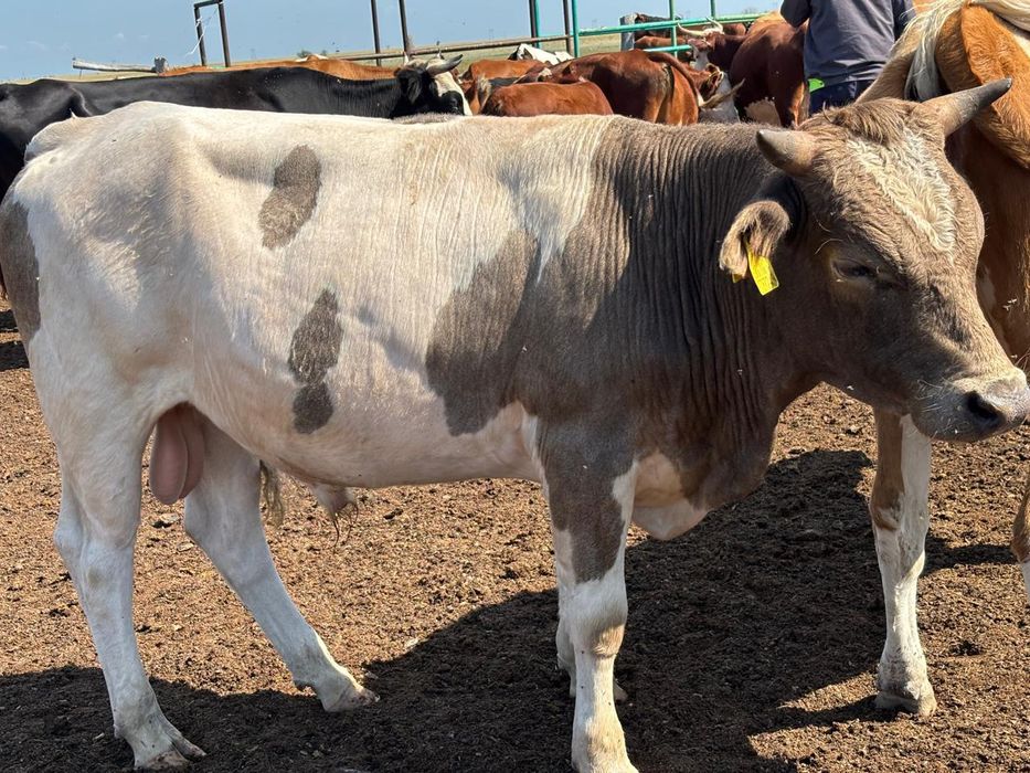 Бычок полторашка