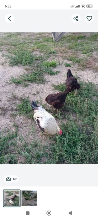 Продается куры домашние.