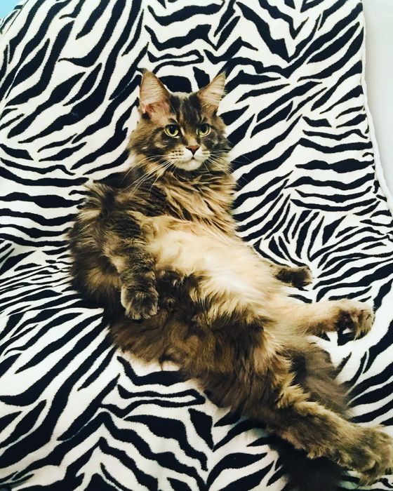 Продам взрослого мейн куна