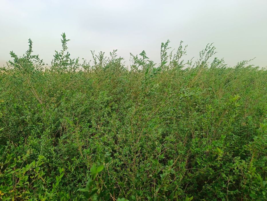 Qayrog'och ko'chatlari 25 ming tub bor