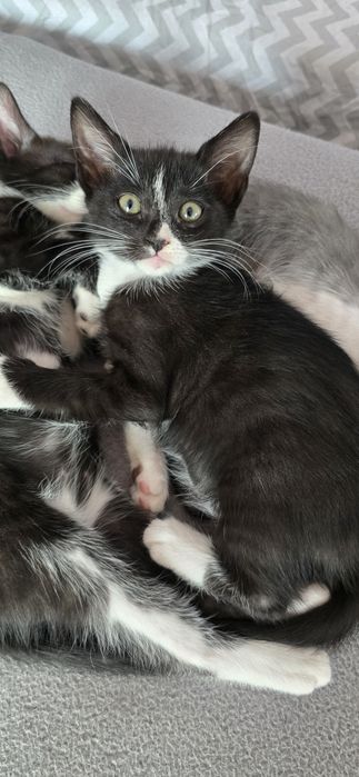 Pisicuțe spre adopție