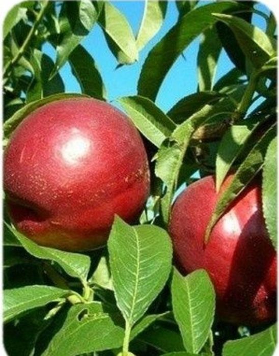 Nectarin (Soiul Champion )