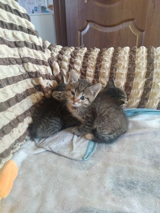 Дарю котят в хорошие руки