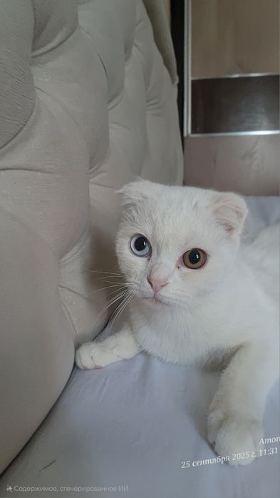 Продаю кошку в хорошие руки