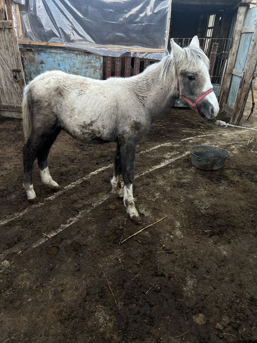 Жабағы сатылады еркек 180к