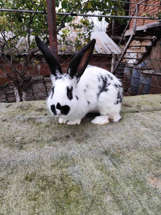 Продавам зайци и заешко месо