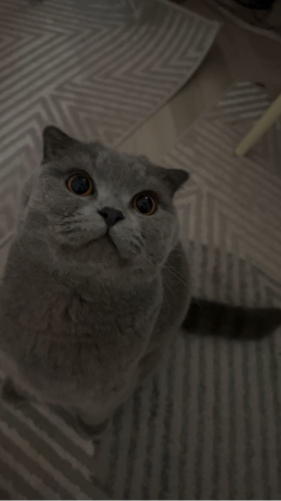 Продается кот,британский зовут барс
