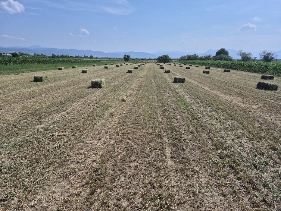 Vand baloti de Lucerna fan productie 2025 Transport la domicilu