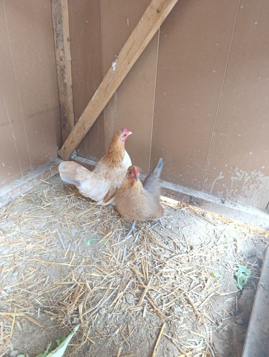 Yapon tovuqlar sotladi 2ta