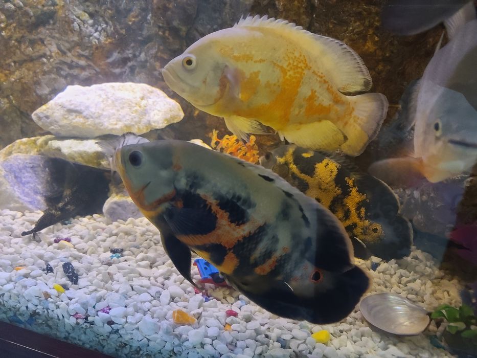 Йирик ўлчамли хишник балиқлар сотилади