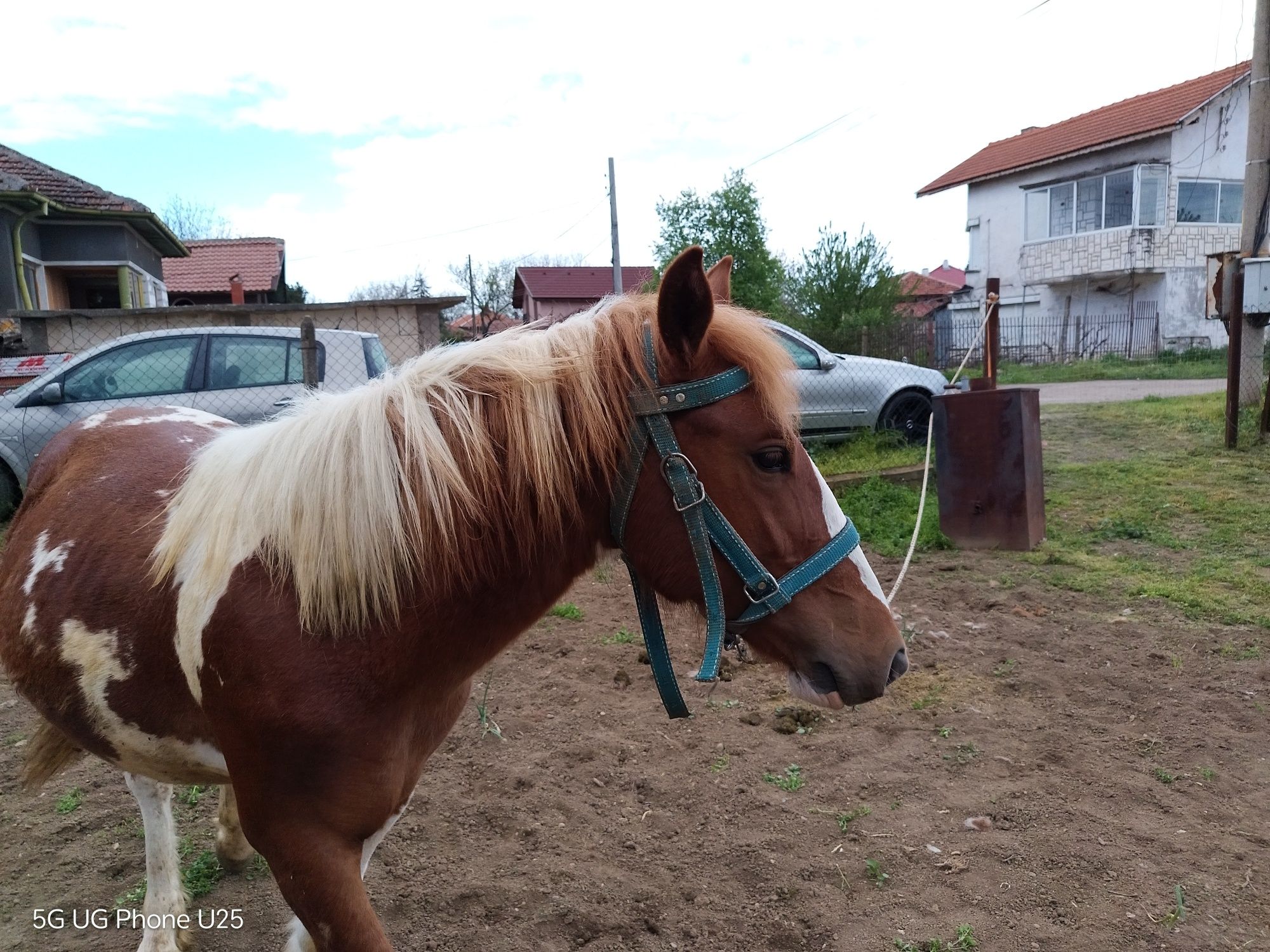 Кон жребче на 1г