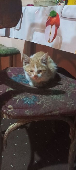 Отдам котят в хорошие руки