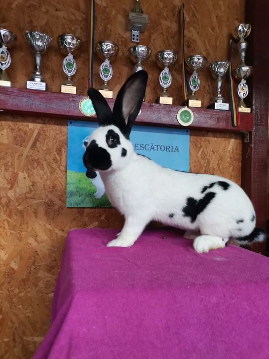 Iepuri Uriaș Pestriț German