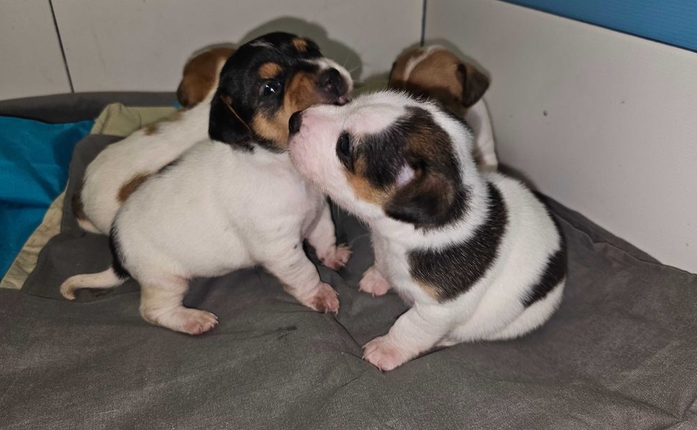 Джак Ръсел малък