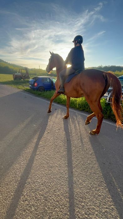 Iapa pur Sânge Englez