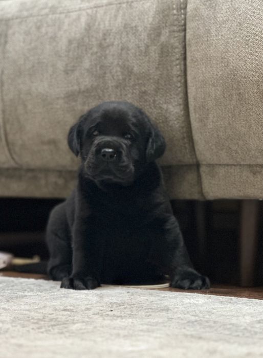 Щенок лабрадора, питомник, документы