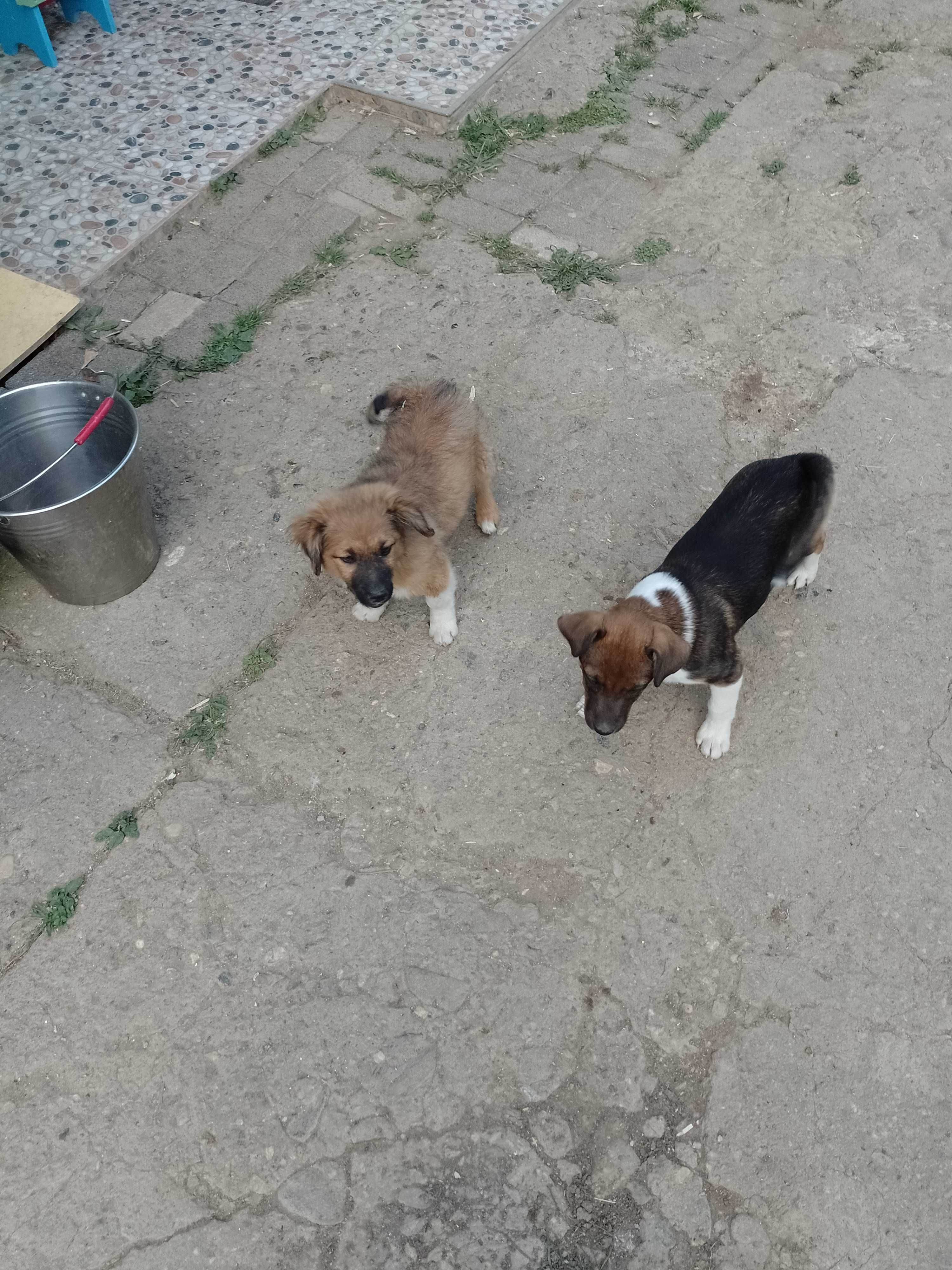 Donez catelusa de aprox 3 luni , maronie , Pianu de Sus