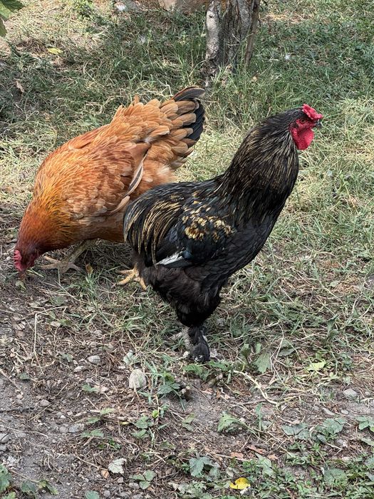 Cocos araucana 2024 de vanzare