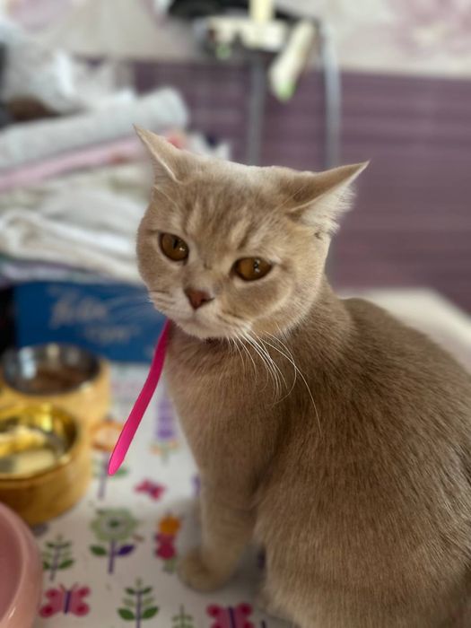 Котята Шиншиллы серебристой