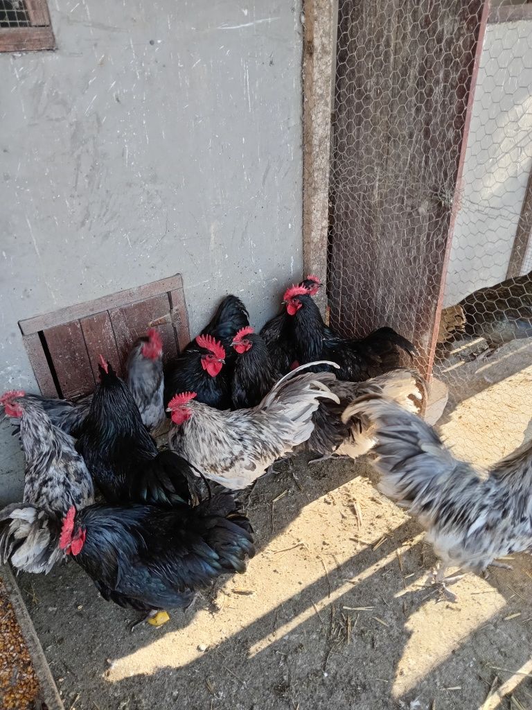 Vând Cocosi Australorp