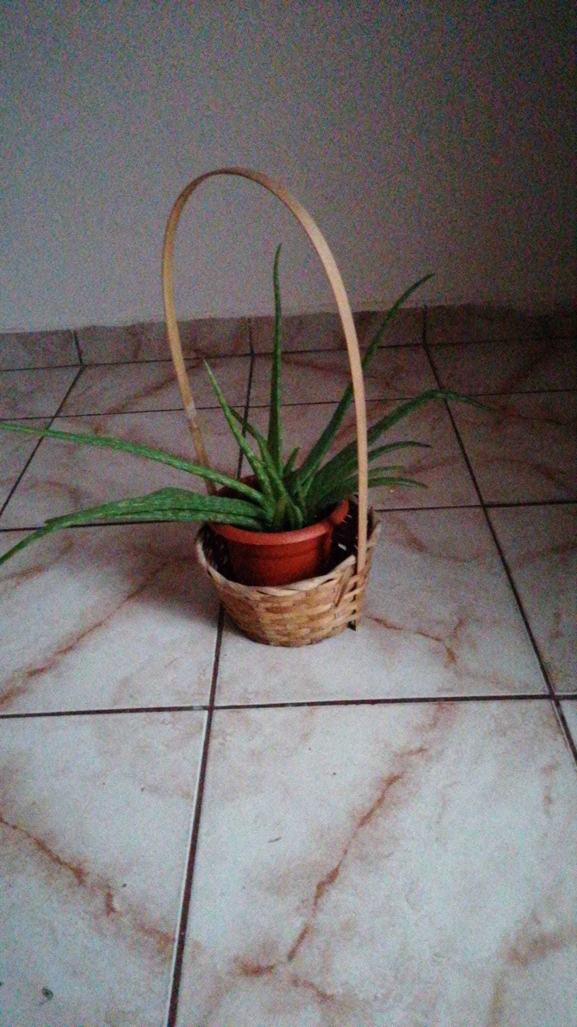 Verisoara de Aloe Vera planta cu radacina