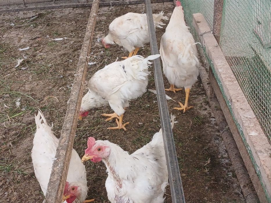 5 oylik jujalar sotiladi