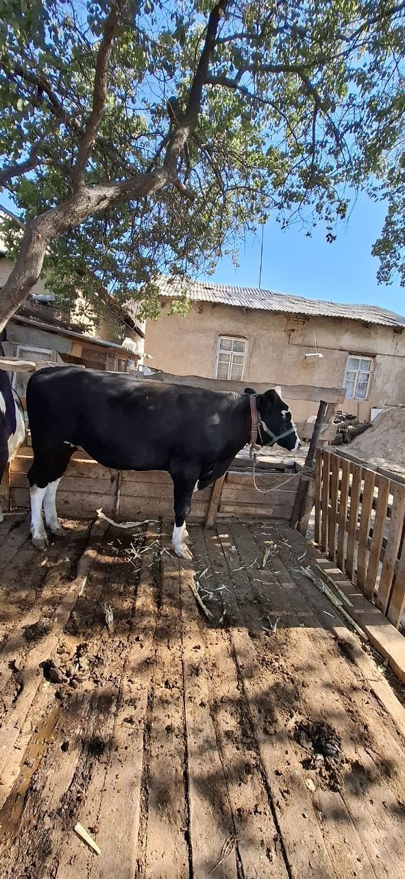 Buqa  sotiladi .