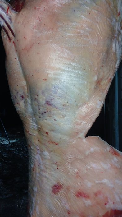 Продам мясо семиз жылкы ети