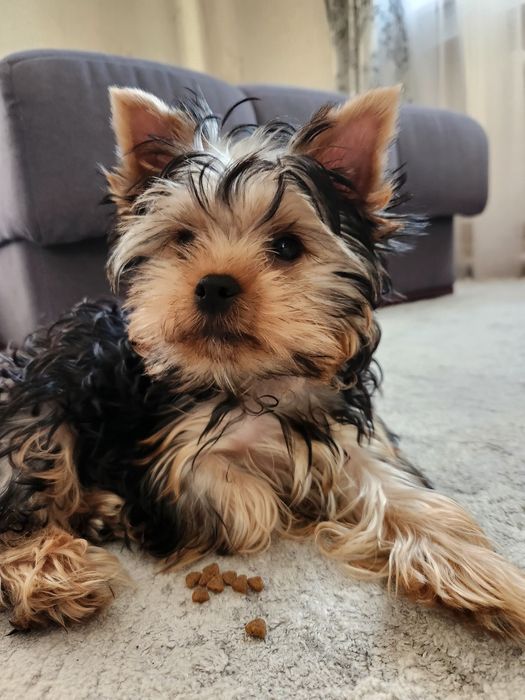 Щенок Йорка Мальчик