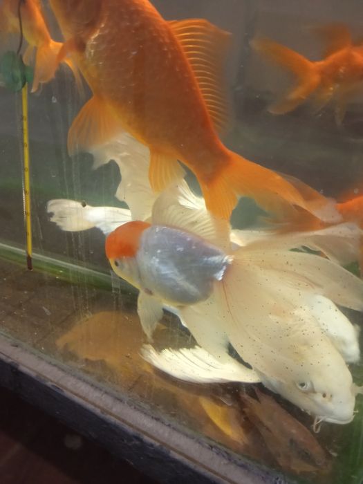 Продаётся аквариумная рыбка