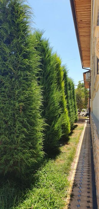 Majveni archa bo’yi 5 metr 6 dona