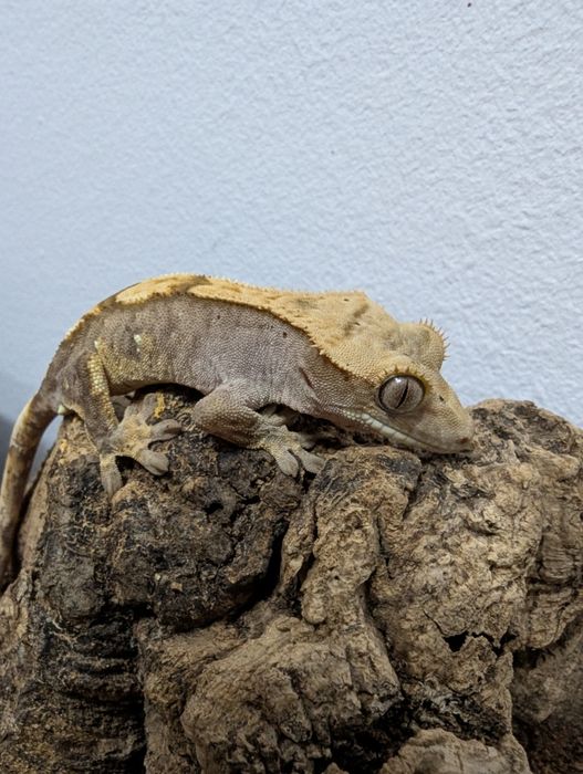 Soparla Gecko Crested juvenil - activ, sănătos (pt. începători și pasi