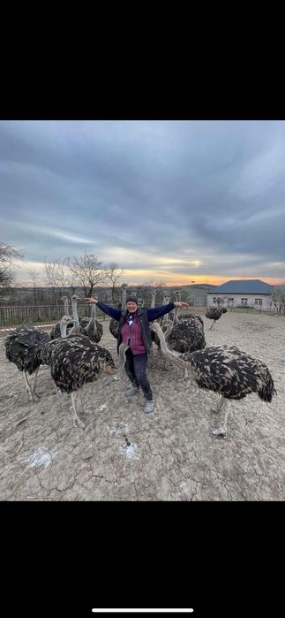 Struți  africani !!!