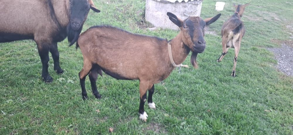 De vanzare capra alpina franceza