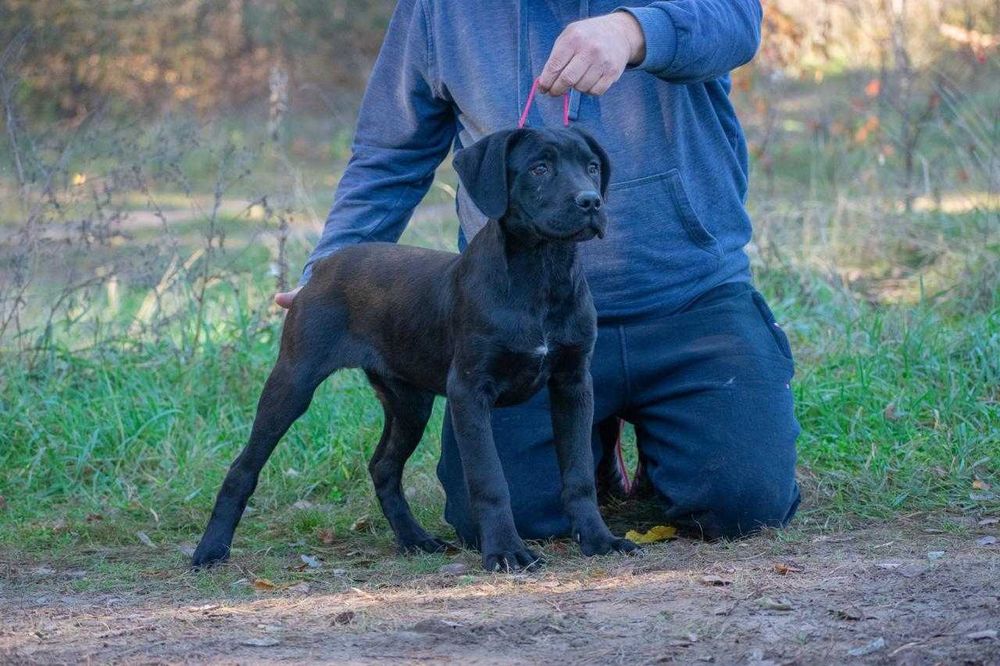 Cane corso 4 luni mascul