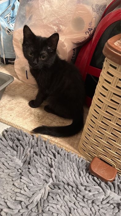 Отдам котенка 3 месяца в добрые руки Мальчик