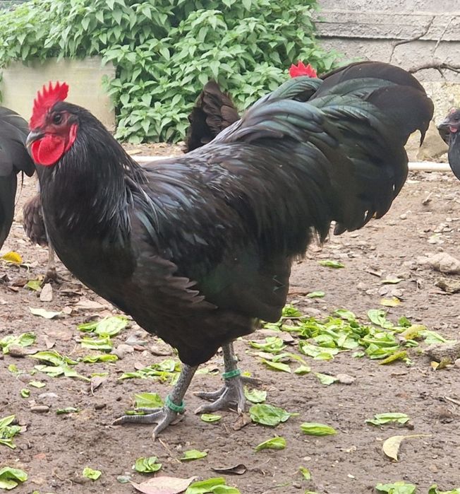 Cocoși Australop negru