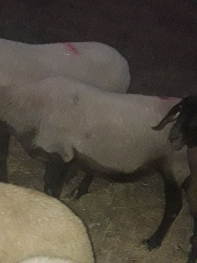 Oaie cornută de vînzare