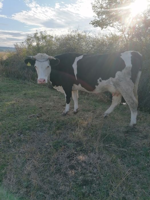 Vaca baltata pe negru.