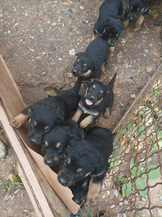 Ротвайлери кучета