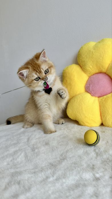 British Shorthair Chinchilla Gold - Baietel cu certificat pedigree