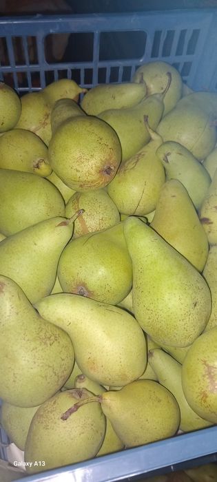 Se vinde pere soiul Khifer; gutuie...si parà khiurel pt iarnà