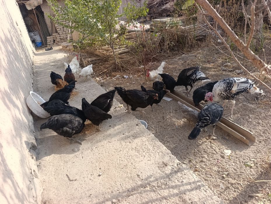 Tavuk qorazlar. Induklar sotiladi