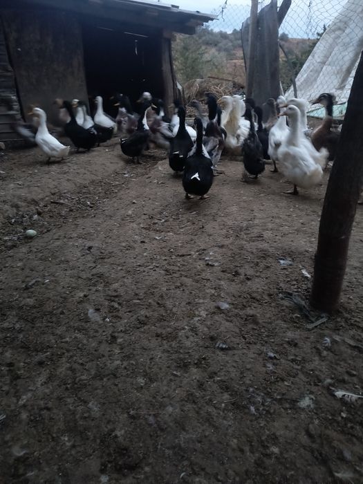 Vând rațe românești