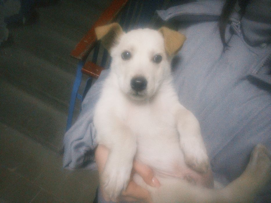 Отдаю собаку в добрые руки