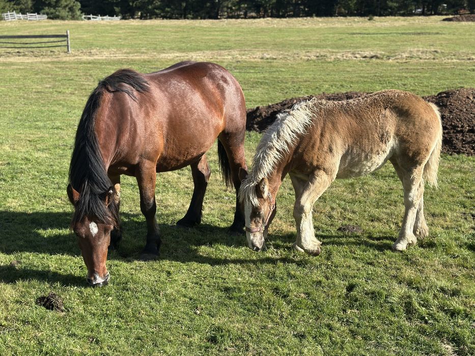 Iapa gestanta 4 ani si manza 7 luni