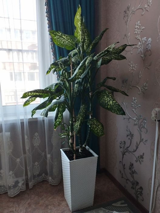 Продам Комнатные цветы